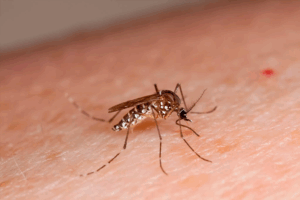 mosquito transmissor de febre amarela