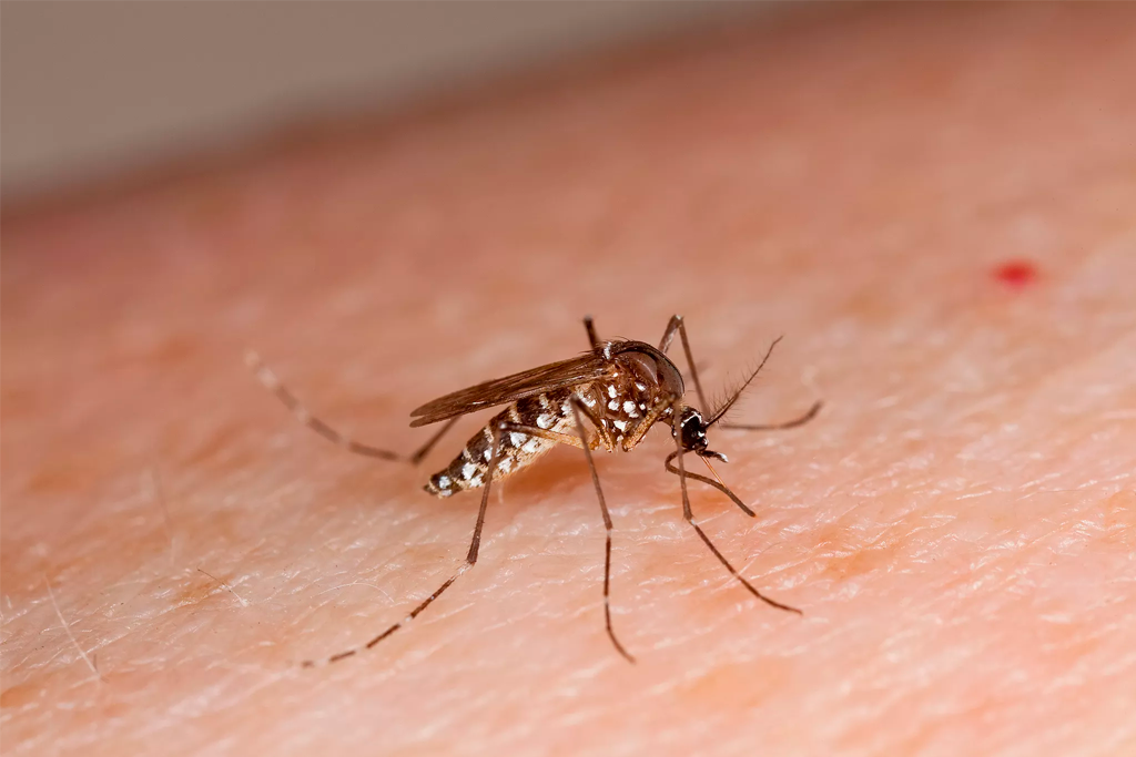 Mosquito transmissor da febre amarela